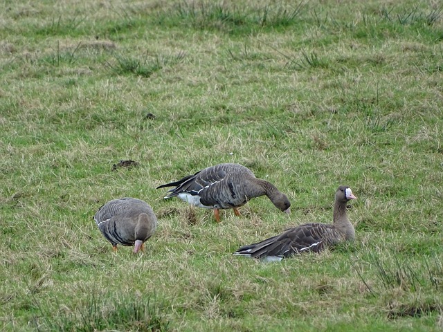 想了解皇家 想了解皇家