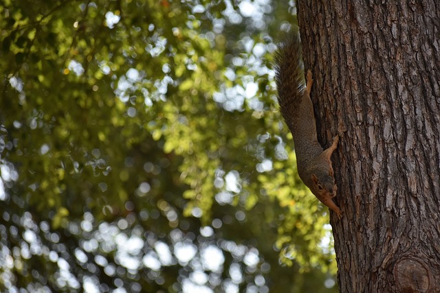 尽管比赛以 尽管比赛以